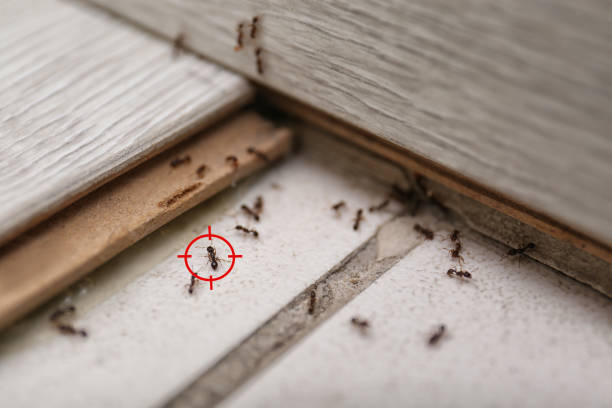  Reed City, MI Pest Control Pros
