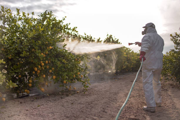 Best Ant Control Services  in Reed City, MI