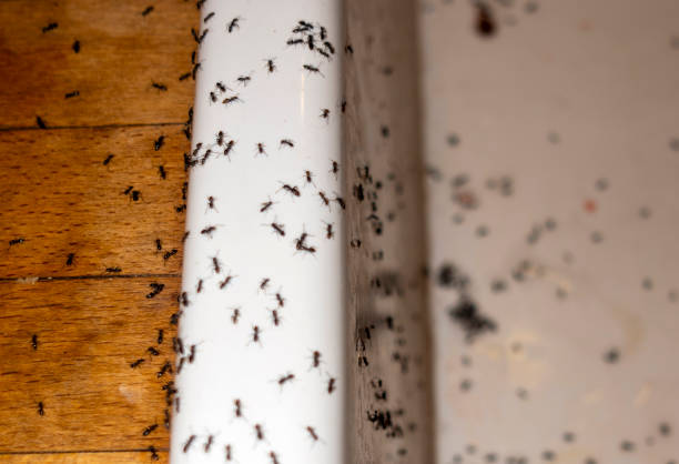Best Cockroach Control Services  in Reed City, MI