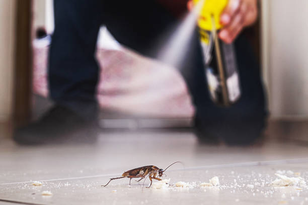 Best Insect Control  in Reed City, MI