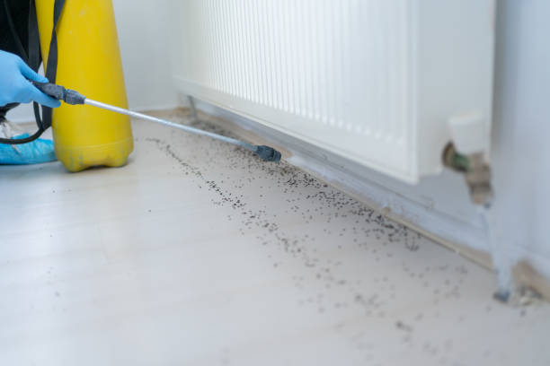 Best Ant Control Services  in Reed City, MI