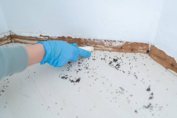 Best Pest Control for Homes  in Reed City, MI